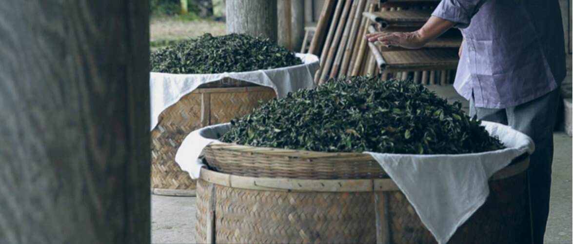 福鼎白茶手工制作技艺非遗传承人